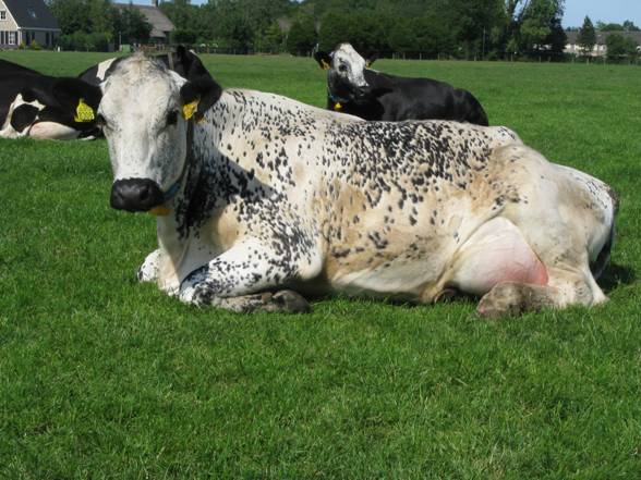 witrock koe Made kaasboerderij Brabant